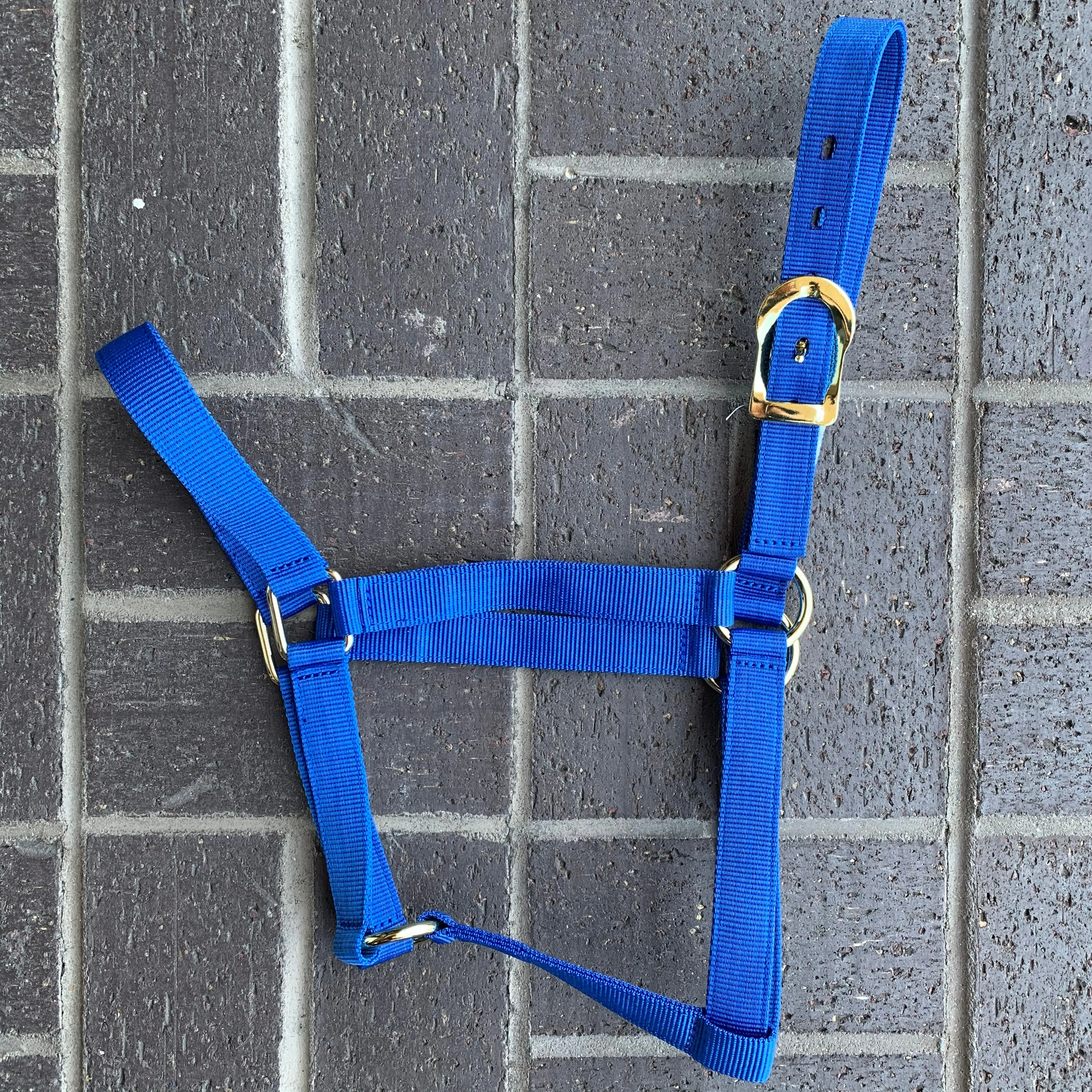 Amartigón Azul / Blue Halter